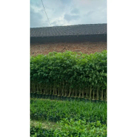 Bibit Pohon Trembesi 1 Meter | Bibit Trembesi Cepat Besar & Peneduh Jalan