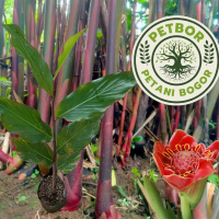 Pohon Bunga Honje Kecombrang - Bibit Bunga Kecombrang - Untuk Bahan Sambal Lalapan - Bunga Honje