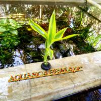 tanaman aquascape hiasan aquarium bambu hoki kuning media wabikusamini