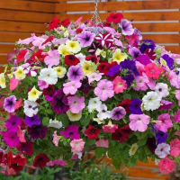 [F04] 100 SEED-Dwarf Mix Colour Benih Bunga Petunia