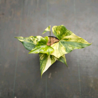 Tanaman Hias Anthurium Pterodactyl Variegated - Anthurium Dactyl Variegata