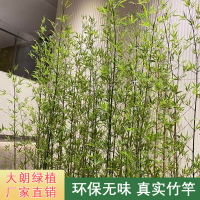 人造景觀室內假竹子屏風隔斷室外毛竹圍欄平頭竹仿真綠植仿真竹子