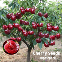 FAST Growing 30pcs Cherry pcfor sale Sweet and delicious Tropical Fruit pcfor planting Fruit trees Indoor and outdoor bonsai Tree Live Plant Cherry Plant Fruit Organic vegetable Flower real Water Plants for sale keladi ซื้อทันทีเพิ่ม