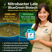 Nitrobacter Bakteri Starter