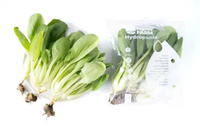 Baby Pakcoy Hidroponik Segari (250 gram / pack)