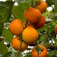Bibit Kesemek Unggulan Pilihan Buah Segar dan Manis untuk Taman Anda