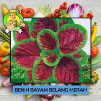 Benih Sayuran Bayam Benih Bibit Murah Berkualitas Bayam Belang Merah