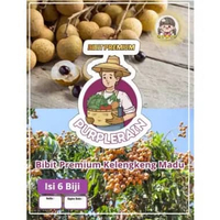 Bibit Premium Kelengkeng Madu |Biji Benih Kelengkeng Madu|Lengkeng