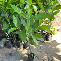BENIH TANAMAN BIBIT DAUN SALAM