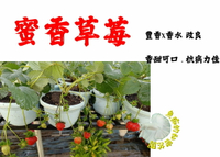 [蜜香草莓苗 蜜香草莓盆栽 ] 4.5寸盆 新品種草莓苗 ～季節限定~ 先確認有沒有貨再下標!