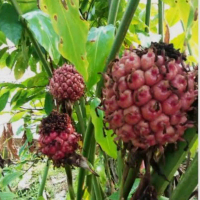 Buah Honje Segar/buah kecombrang segar 1kg