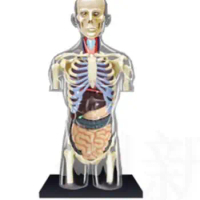 1:6 Transparent Human Torso Human Anatomy Model 4D Bust Male Body Head Musculoskeletal Anatomy Science Model