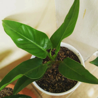 Tanaman hias Philodendron Auriculatum - Pohon Philodendron pisang