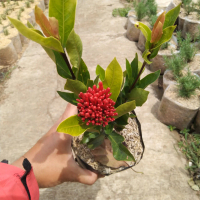 BUNGA SOKA / ASOKA BUNGA MERAH ( ixora chinensis )