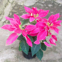taneman hias bunga kastuba pink+pot putih madu