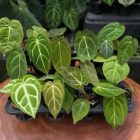 Combo 5 chậu Anthurium mix vein silver và form tối giản chậu 7x7
