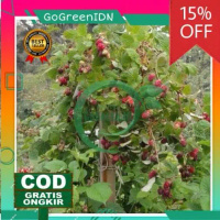 Bibit Tanaman Buah Raspberry/arbei bisa COD