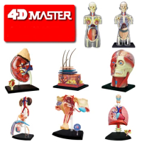 4D Master SKIN SECTION ANATOMY MODEL Anatomy Medical Human Head Kidney Skull Skeleton Model Science Educational Toys
