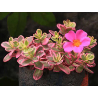 Tanaman Hias Bunga Portulaca / Krokot Varigata | Daun Berwarna-warni, Bunga Pink Cerah, Mudah Dirawa