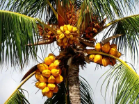 BIBIT   Pohon  KELAPA GADING KUNING ASLI SUPER(CEPAT BERBUAH) 