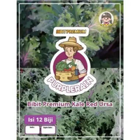 Bibit Premium Kale Red Ursa|Biji Benih Kale Red Ursa|Kale Merah