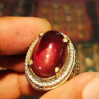 Natural Ruby Mozambik pigeon