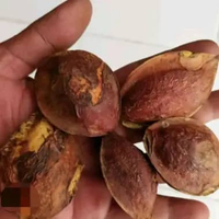 Buah ketapang kering