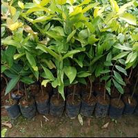 Arttificial Jambu Air Taiwan Super Green - Jambu Air Tiruan Warna Hijau