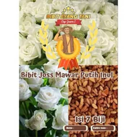 Bibit Joss Mawar Putih Inul | Benih Bunga Mawar Putih