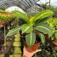 TKL -  Spathiphyllum White Stripe Peace Lily / Spathiphyllum Peace Lily Jalur Putih
