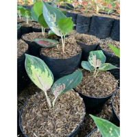 aglonema sultan brunei anakan