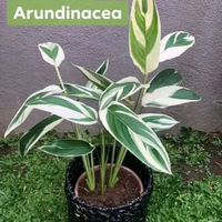 tanaman hias arundinacea - tanaman calatea