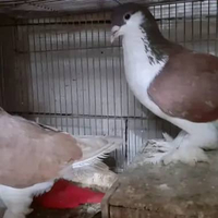 BURUNG MERPATI HIAS LAHORE ALMOND RED SATUAN "burung sesuai foto video"