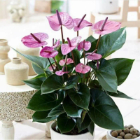 Tanaman hias Anthurium Mickey mouse bunga pink kecil /