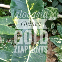 benih bunga  sente alocasia Guinea gold