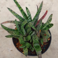 kaktus sekulen gasteria hybrid serat
