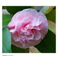 Benih Bibit Tanaman Hias Bunga Camelia Pink-Bibit Bunga Camelia Japonica Pink - Bibit Bunga Camelia