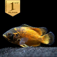 Oscar Paris Tembaga 12cm++ Ikan Hias Predator Hiasan Aquarium Aquascape