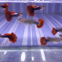 hiasan aquarium guppy hbred rosetail