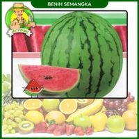 Benih Buah Buahan Semangka Strawberi Melon Labu Benih Bibit Murah Berkualitas Semangka Merah