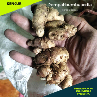 KENCUR SEGAR 1KG KENCUR REMPAH Spices