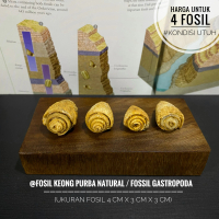 Fosil Keong Purba Natural B3 atau Fosil Kerang atau Fossil Gastropoda Temuan atau Fossil Snail atau 