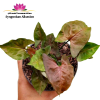 Tanaman Syngonium Maria Allusion / Pohon Syngonium Cantik Tanaman Koleksi Indoor