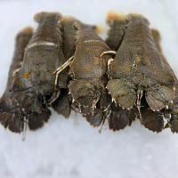 Fresh Crayfish (S) (9-13pcs)