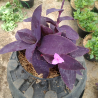 Tradescantia pallida gewor ungu besar