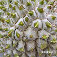 爆笑榴蓮 - 『爆笑榴蓮』D197貓山皇高科技液氮榴槤 （原果帶殼） 1個 2-2.3kg 1 Box