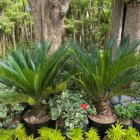 Palem sikas