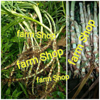 bibit RUMPUT ODOT - rumput pakan ternak Daun