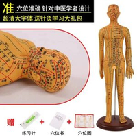 中醫針灸穴位人體模型教學全身十二經絡圖小皮人軟膠扎針練習模特升級版52CM女銅硬模高畫質大字體