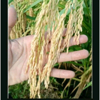 BENIH PADI CIHERANG MUTIARA KEMASAN 1KG Pilihan Terbaik untuk Petani dan Konsumen